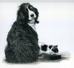 spaniel-and-cat